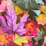 fall bucket list ideas foliage leaves pumpkin