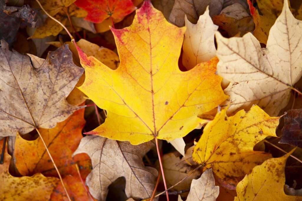 autumn self care practices - walking on foliage leaves